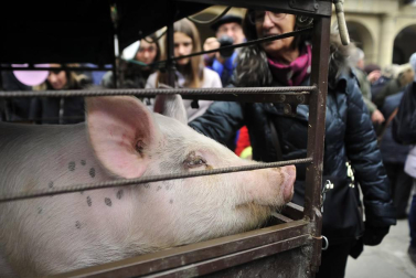 Tafalla celebró este domingo el último día de sus ferias con multitud de vecinos y visitantes que se acercaron a la plaza del Ayuntamiento donde se congregaron un total de treinta puestos artesanales y a la tradicional Rifa del Cuto.