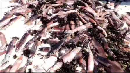 Miles de sepias aparecen muertas en una playa de Chile