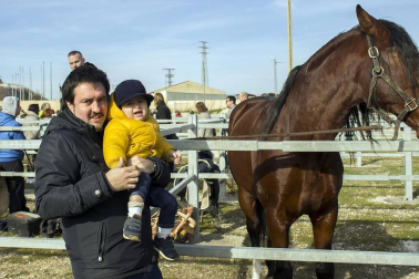 El pasado fin de semana los tafalleses celebraron sus tradicionales ferias de febrero. La mañana del sábado llegaron hasta el recinto de El Ferial los ejemplares equinos, para disfrute de todos los presentes. A un tiempo, también se pudo disfrutar la exposición y venta de plantas y flores en la Plaza Cortés, los puestos de venta ambulante en el Paseo Padre Calatayud o la Feria Agroalimentaria en la Plaza de Navarra.