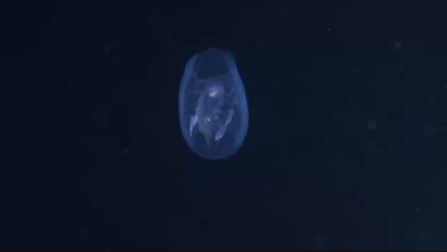 Encuentran en Vigo el crustáceo que inspiró Alien