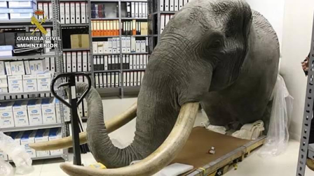 Incautadas diversas partes de un elefante africano en Navarra
