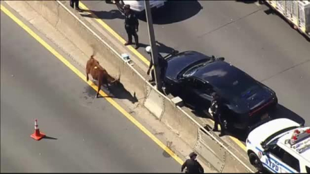 Una vaca causa el caos en una autopista de Nueva York