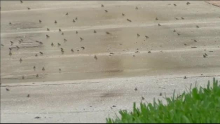 Los sapos invaden la ciudad de Palm Beach en Florida
