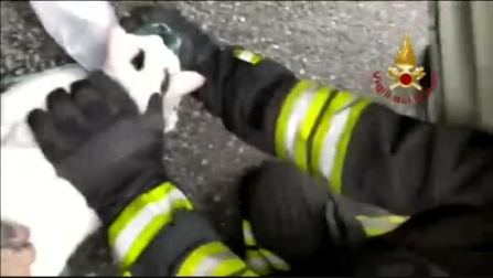 Reaniman a dos gatos intoxicados por un incendio en una vivienda en Turín