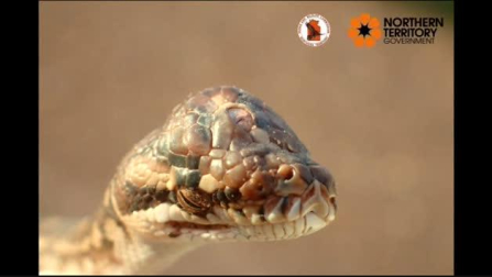 Hallan una serpiente con tres ojos en Australia