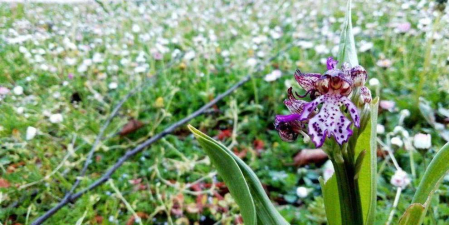 Navarra es una tierra rica en orquídeas, unas plantas que protagonizan un par de talleres estos días.