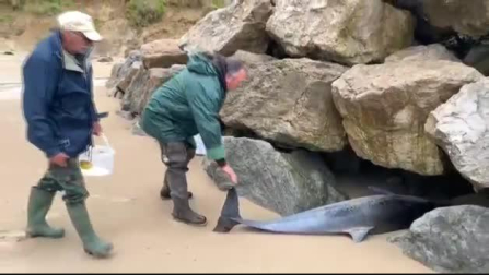 Hallan 17 delfines varados en Cantabria, 14 de ellos muertos
