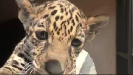 Nueva bebé jaguar en el zoológico de Tlaxcala, en México