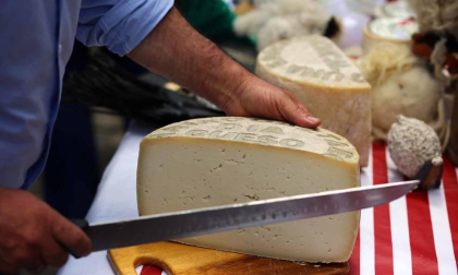 Fotos del día del queso del Roncal