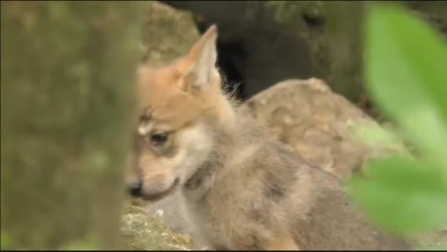 Cachorros de lobo en un zoo de México