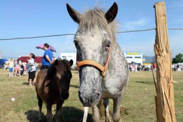 Una parcela municipal en el polígono de Agustinos ha vuelto a acoger la feria el 7 de julio, desde las 7 y hasta las 15 horas. 56 ganaderos han participado en la edición de 2018 de la feria de ganado equino de San Fermín con la presencia de más de 500 animales.