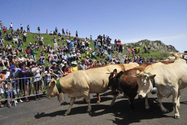 Ceremonia del tributo de las tres vacas