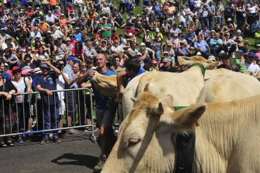 Ceremonia del tributo de las tres vacas