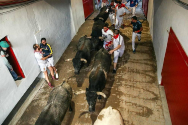 El octavo encierro de los Miura dejó, aparte de los tres corneados, estampas curiosas. Como la vivida en el Callejón de entrada a la Plaza de Toros, donde dos mozos poco experimentados coincidieron en el lado derecho y se pararon para ver pasar la 'miurada'. Amistad de callejón un tanto peligrosa.