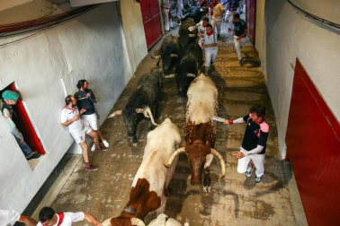 El octavo encierro de los Miura dejó, aparte de los tres corneados, estampas curiosas. Como la vivida en el Callejón de entrada a la Plaza de Toros, donde dos mozos poco experimentados coincidieron en el lado derecho y se pararon para ver pasar la 'miurada'. Amistad de callejón un tanto peligrosa.