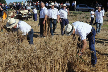 El 22 de julio las antiguas labores del campo volvieron a la vida durante la XIX Fiesta del mundo rural celebrada en Miranda de Arga. Vecinos y visitantes disfrutaron recordando o aprendiendo cómo se hacía la siega a mano o cómo se labraba con layas, además de ver en funcionamiento maquinaria antigua o trabajos con caballerías o bueyes.