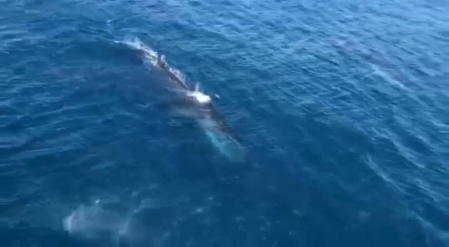 Avistan a cuatro ballenas rorcuales frente a la costa de Jávea