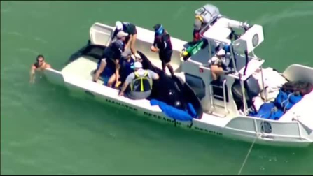 Decenas de turistas ayudan a liberar a cinco ballenas en Florida