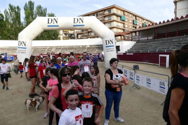 Fotos de la Carrera del Encierro de Estella que ha celebrado este miércoles su séptima edición.