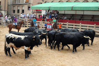Larraga celebró el pasado fin de semana una nueva edición del Día de la Vaca Brava. Con reses de la ganadería de Víctor Navas, la cita congregó un año más a vecinos y visitantes que no quisieron perderse la trashumancia de toros y vacas, un acto que estuvo acompañado por 75 caballistas venidos de pueblos de Navarra, La Rioja y Zaragoza.