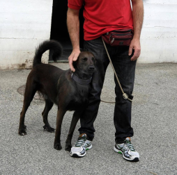 Los abandonos de perros y gatos se producen en Navarra durante todo el año, no solo en verano. Desde enero, a la Fundación Protectora de Animales de Pamplona han llegado 45 perros y 35 gatos. Estos son algunos de sus protagonistas.