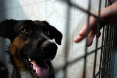 Los abandonos de perros y gatos se producen en Navarra durante todo el año, no solo en verano. Desde enero, a la Fundación Protectora de Animales de Pamplona han llegado 45 perros y 35 gatos. Estos son algunos de sus protagonistas.
