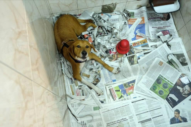 Los abandonos de perros y gatos se producen en Navarra durante todo el año, no solo en verano. Desde enero, a la Fundación Protectora de Animales de Pamplona han llegado 45 perros y 35 gatos. Estos son algunos de sus protagonistas.
