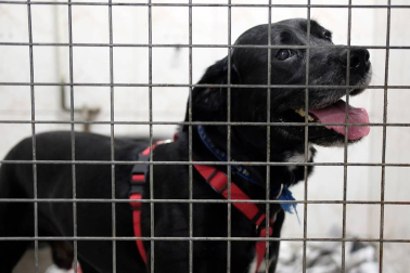 Los abandonos de perros y gatos se producen en Navarra durante todo el año, no solo en verano. Desde enero, a la Fundación Protectora de Animales de Pamplona han llegado 45 perros y 35 gatos. Estos son algunos de sus protagonistas.