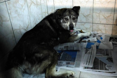 Los abandonos de perros y gatos se producen en Navarra durante todo el año, no solo en verano. Desde enero, a la Fundación Protectora de Animales de Pamplona han llegado 45 perros y 35 gatos. Estos son algunos de sus protagonistas.