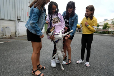 Los abandonos de perros y gatos se producen en Navarra durante todo el año, no solo en verano. Desde enero, a la Fundación Protectora de Animales de Pamplona han llegado 45 perros y 35 gatos. Estos son algunos de sus protagonistas.