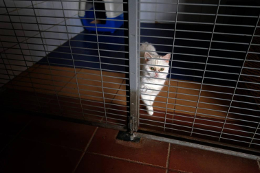 Fotos de algunos de los gatos que actualmente se encuentran en la Fundación Protectora de Animales de Pamplona, principales víctimas de la realidad del abandono y del maltrato, que generalmente se agudiza durante el mes de julio.