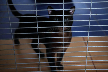 Fotos de algunos de los gatos que actualmente se encuentran en la Fundación Protectora de Animales de Pamplona, principales víctimas de la realidad del abandono y del maltrato, que generalmente se agudiza durante el mes de julio.