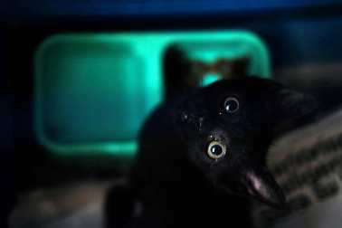 Fotos de algunos de los gatos que actualmente se encuentran en la Fundación Protectora de Animales de Pamplona, principales víctimas de la realidad del abandono y del maltrato, que generalmente se agudiza durante el mes de julio.