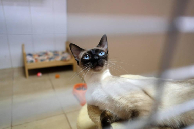 Fotos de algunos de los gatos que actualmente se encuentran en la Fundación Protectora de Animales de Pamplona, principales víctimas de la realidad del abandono y del maltrato, que generalmente se agudiza durante el mes de julio.