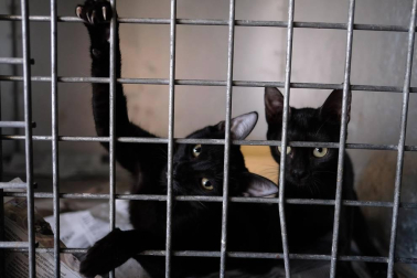 Fotos de algunos de los gatos que actualmente se encuentran en la Fundación Protectora de Animales de Pamplona, principales víctimas de la realidad del abandono y del maltrato, que generalmente se agudiza durante el mes de julio.