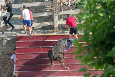 Todas las fotos del encierro del Estrecho de Arguedas 2019 en Diario de Navarra