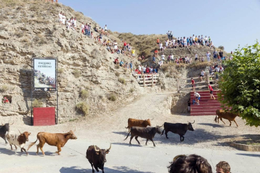 Todas las fotos del encierro del Estrecho de Arguedas 2019 en Diario de Navarra