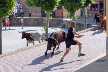 Todas las fotos del encierro del Estrecho de Arguedas 2019 en Diario de Navarra
