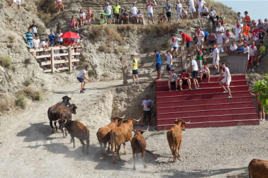 Todas las fotos del encierro del Estrecho de Arguedas 2019 en Diario de Navarra
