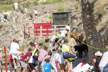 Todas las fotos del encierro del Estrecho de Arguedas 2019 en Diario de Navarra