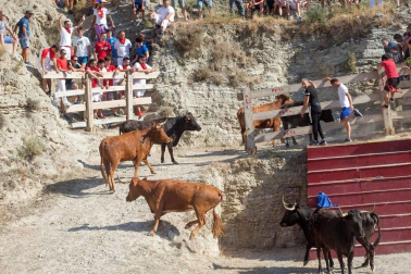Todas las fotos del encierro del Estrecho de Arguedas 2019 en Diario de Navarra