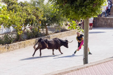 Todas las fotos del encierro del Estrecho de Arguedas 2019 en Diario de Navarra