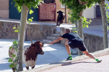 Todas las fotos del encierro del Estrecho de Arguedas 2019 en Diario de Navarra