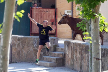 Todas las fotos del encierro del Estrecho de Arguedas 2019 en Diario de Navarra