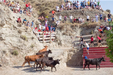 Todas las fotos del encierro del Estrecho de Arguedas 2019 en Diario de Navarra