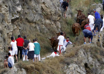 Todas las fotos del encierro del día 11 de agosto de del Pilón de Falces, una carrera que duró dos minutos y 15 segundos.