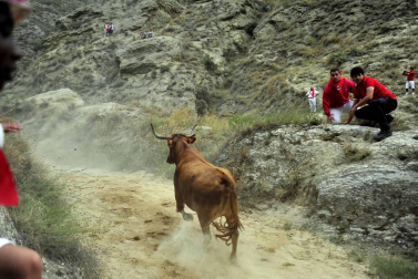 Todas las fotos del encierro del día 11 de agosto de del Pilón de Falces, una carrera que duró dos minutos y 15 segundos.
