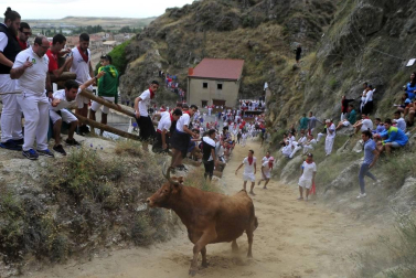 Todas las fotos del encierro del día 11 de agosto de del Pilón de Falces, una carrera que duró dos minutos y 15 segundos.