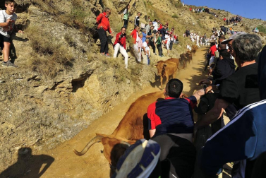 Este lunes Falces ha acogido el segundo encierro del Pilón de las fiestas de este 2019.