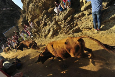 Este lunes Falces ha acogido el segundo encierro del Pilón de las fiestas de este 2019.
